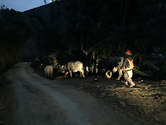 Xót xa xẻ thịt trâu chết rét, bày bán ven quốc lộ