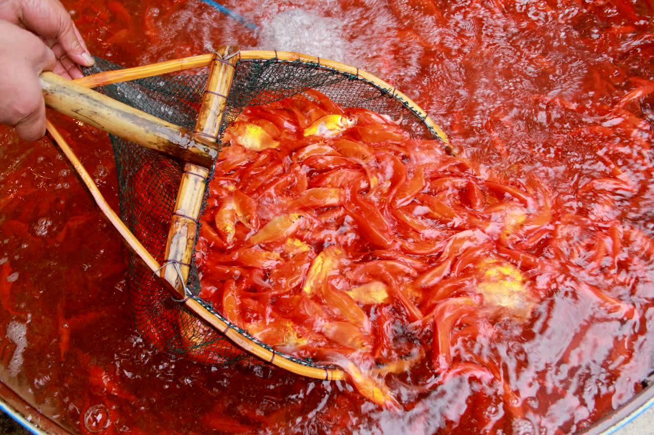 Lùng khắp miền Bắc gom 5 tấn chép đỏ: Chỉ một ngày lãi 100 triệu