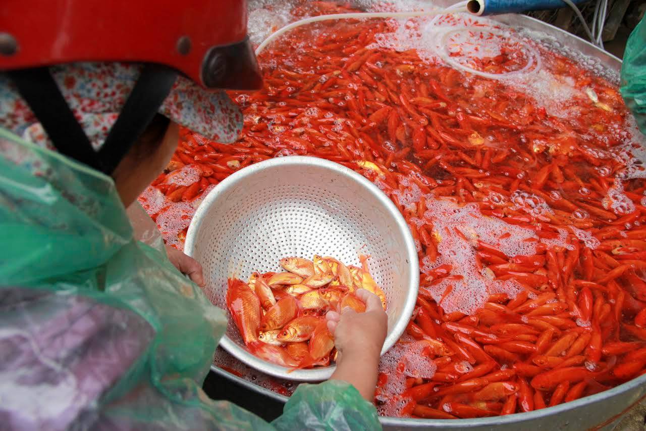 Lùng khắp miền Bắc gom 5 tấn chép đỏ: Chỉ một ngày lãi 100 triệu