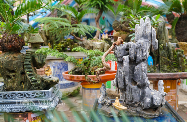 Mới lạ vạn tuế mini bonsai - vừa để chưng Tết lại hưng thịnh bền Mới lạ vạn tuế mini bonsai - vừa để chưng Tết lại hưng thịnh bền