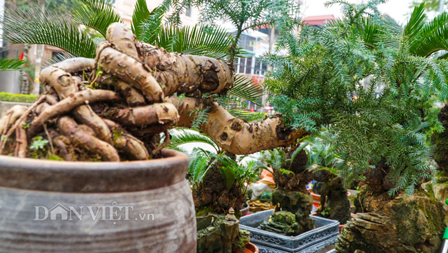 Mới lạ vạn tuế mini bonsai - vừa để chưng Tết lại hưng thịnh bền