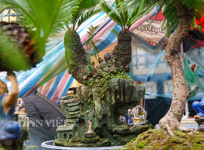 Mới lạ vạn tuế mini bonsai - vừa để chưng Tết lại hưng thịnh bền