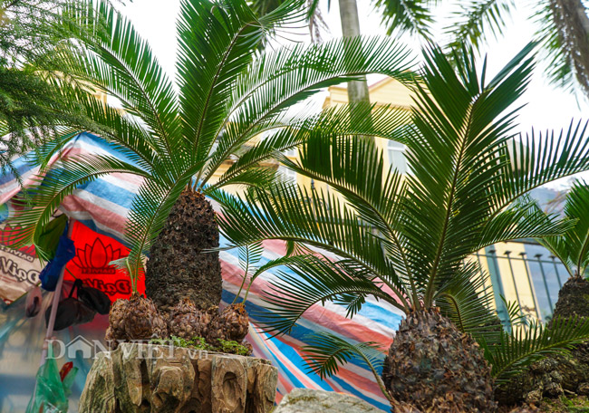 Mới lạ vạn tuế mini bonsai - vừa để chưng Tết lại hưng thịnh bền