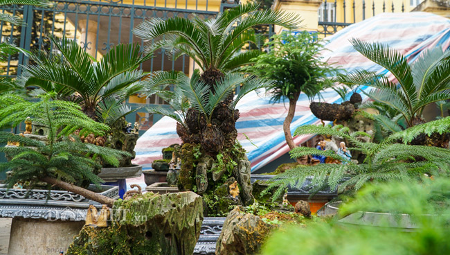 Mới lạ vạn tuế mini bonsai - vừa để chưng Tết lại hưng thịnh bền