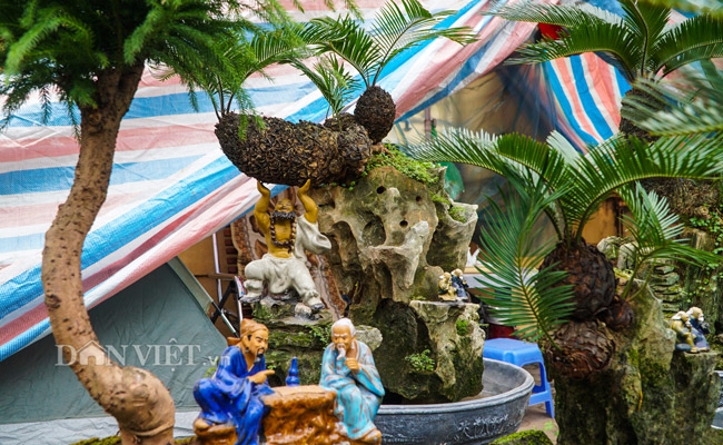 Mới lạ vạn tuế mini bonsai - vừa để chưng Tết lại hưng thịnh bền