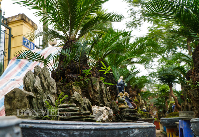 Mới lạ vạn tuế mini bonsai - vừa để chưng Tết lại hưng thịnh bền