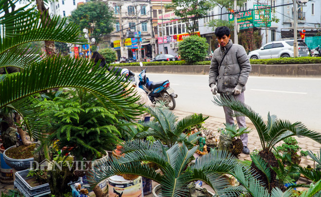 Mới lạ vạn tuế mini bonsai - vừa để chưng Tết lại hưng thịnh bền
