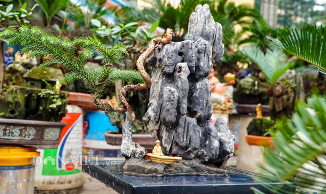 Mới lạ vạn tuế mini bonsai - vừa để chưng Tết lại hưng thịnh bền Mới lạ vạn tuế mini bonsai - vừa để chưng Tết lại hưng thịnh bền