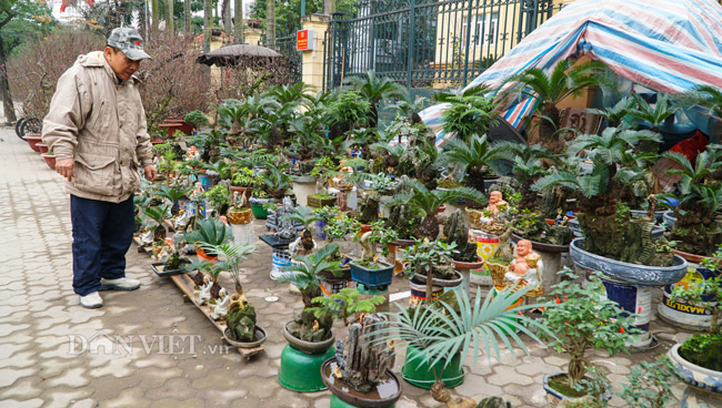 Mới lạ vạn tuế mini bonsai - vừa để chưng Tết lại hưng thịnh bền