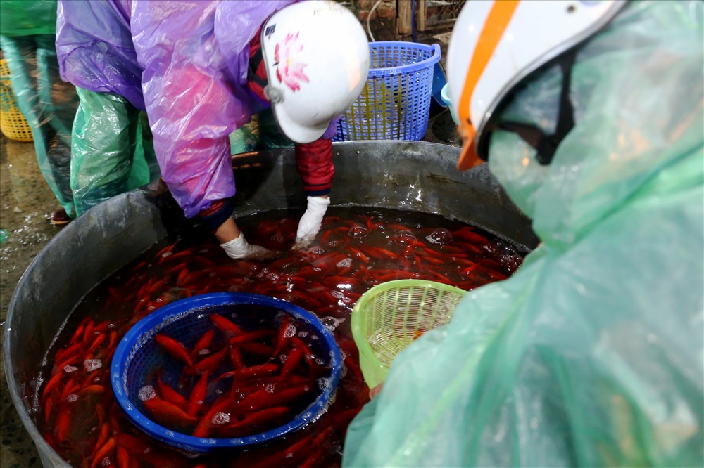 Chợ cá lớn nhất Hà Nội rực vàng trước ngày cúng ông Công ông Táo