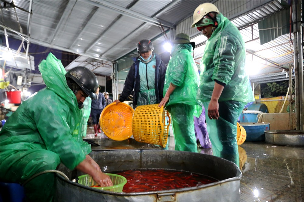 Chợ cá lớn nhất Hà Nội rực vàng trước ngày cúng ông Công ông Táo Chợ cá lớn nhất Hà Nội rực vàng trước ngày cúng ông Công ông Táo