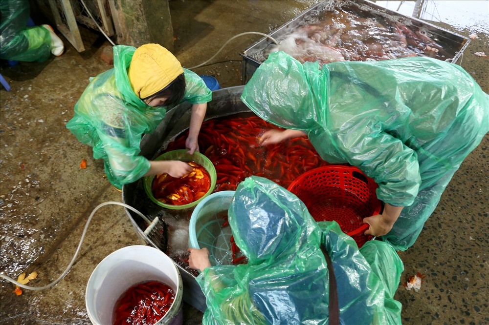 Chợ cá lớn nhất Hà Nội rực vàng trước ngày cúng ông Công ông Táo