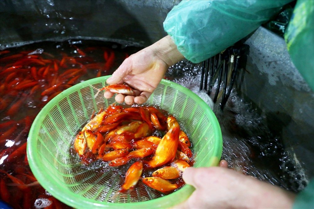 Chợ cá lớn nhất Hà Nội rực vàng trước ngày cúng ông Công ông Táo