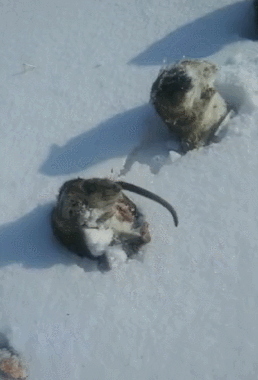 Trời lạnh âm độ, chuột đồng Trung Quốc đóng băng thành hàng dài thẳng tắp gây xôn xao mạng xã hội