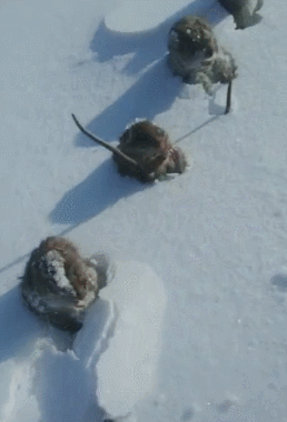 Trời lạnh âm độ, chuột đồng Trung Quốc đóng băng thành hàng dài thẳng tắp gây xôn xao mạng xã hội