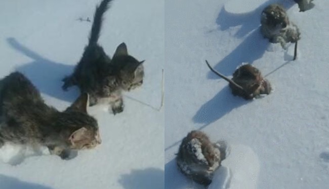 Trời lạnh âm độ, chuột đồng Trung Quốc đóng băng thành hàng dài thẳng tắp gây xôn xao mạng xã hội