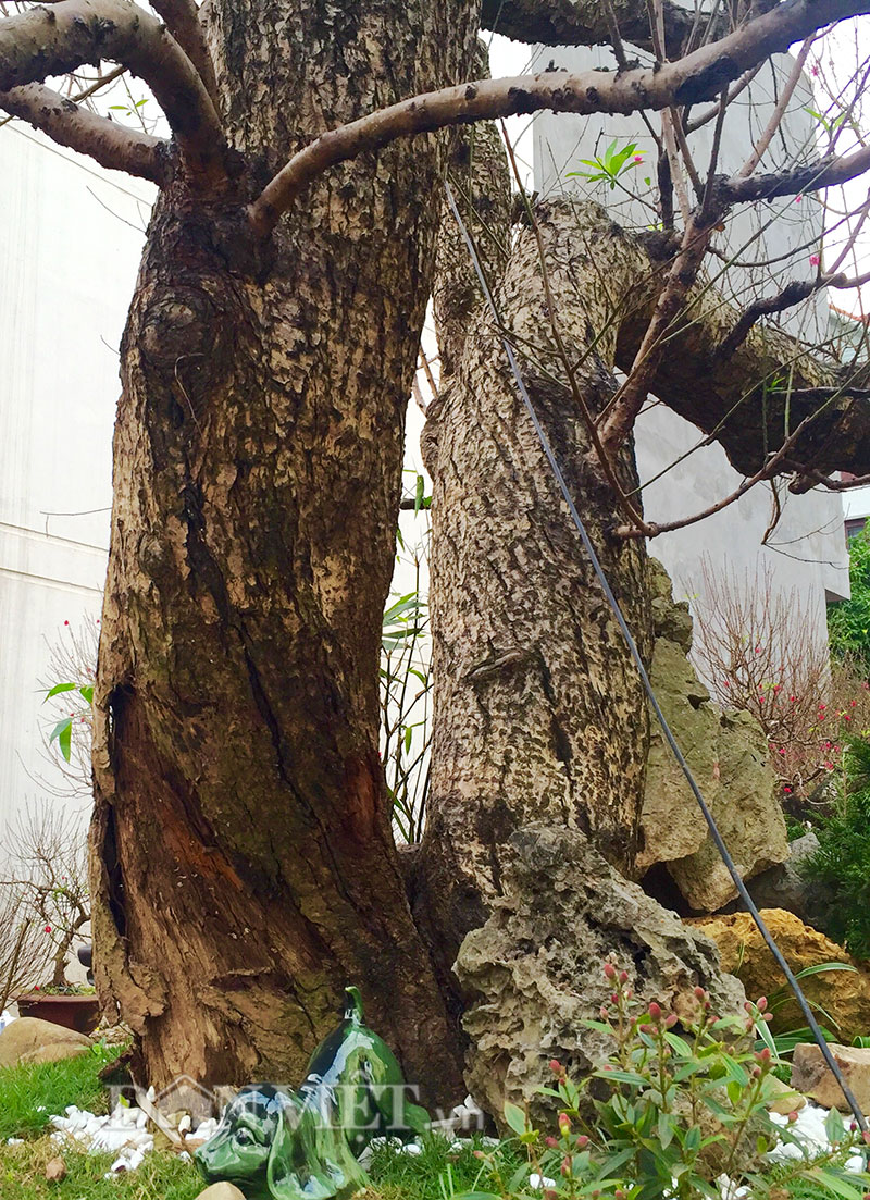 Độc nhất Hà Thành: Đào khủng long bàn hổ phục, không bán chỉ cho thuê giá hơn 100 triệu