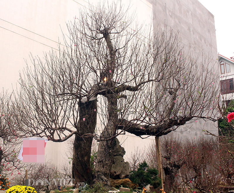 Độc nhất Hà Thành: Đào khủng long bàn hổ phục, không bán chỉ cho thuê giá hơn 100 triệu