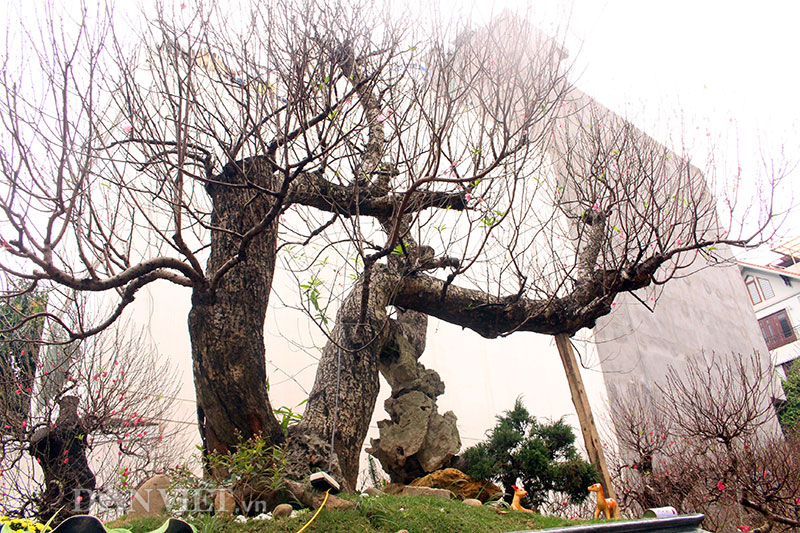 Độc nhất Hà Thành: Đào khủng long bàn hổ phục, không bán chỉ cho thuê giá hơn 100 triệu