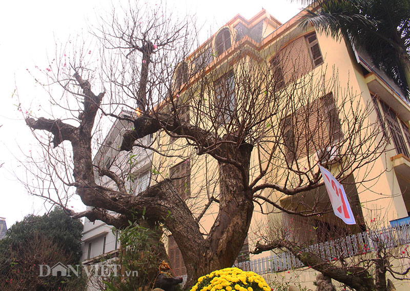 Độc nhất Hà Thành: Đào khủng long bàn hổ phục, không bán chỉ cho thuê giá hơn 100 triệu