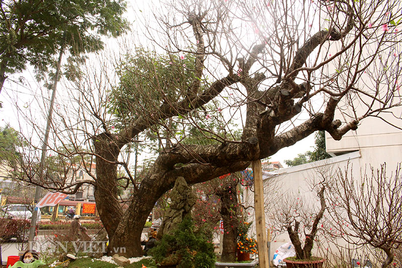 Độc nhất Hà Thành: Đào khủng long bàn hổ phục, không bán chỉ cho thuê giá hơn 100 triệu