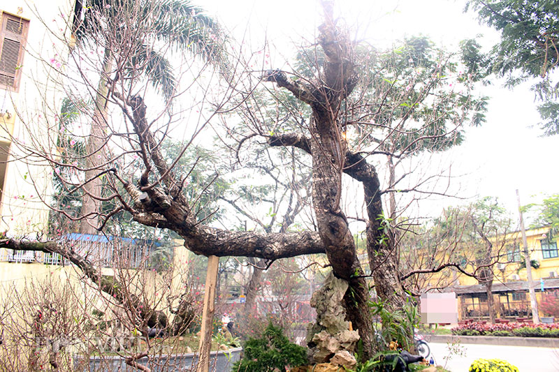 Độc nhất Hà Thành: Đào khủng long bàn hổ phục, không bán chỉ cho thuê giá hơn 100 triệu