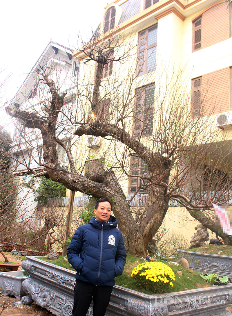 Độc nhất Hà Thành: Đào khủng long bàn hổ phục, không bán chỉ cho thuê giá hơn 100 triệu