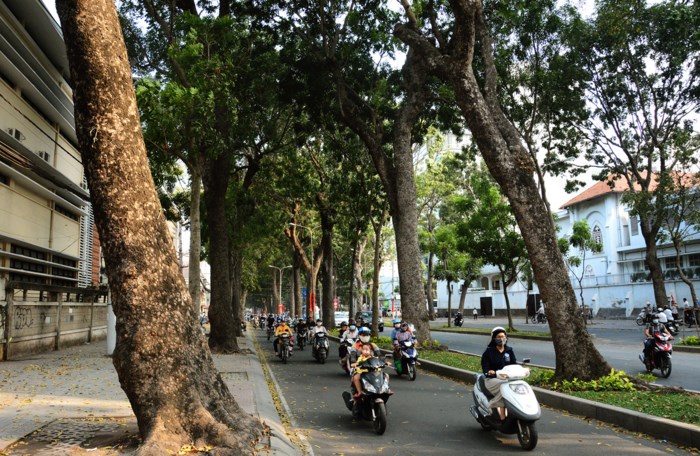 Đường Tôn Đức Thắng thay đổi bất ngờ sau khi hàng cổ thụ bị đốn hạ Đường Tôn Đức Thắng thay đổi bất ngờ sau khi hàng cổ thụ bị đốn hạ