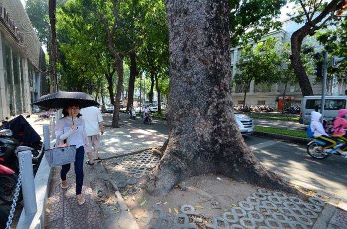 Đường Tôn Đức Thắng thay đổi bất ngờ sau khi hàng cổ thụ bị đốn hạ Đường Tôn Đức Thắng thay đổi bất ngờ sau khi hàng cổ thụ bị đốn hạ