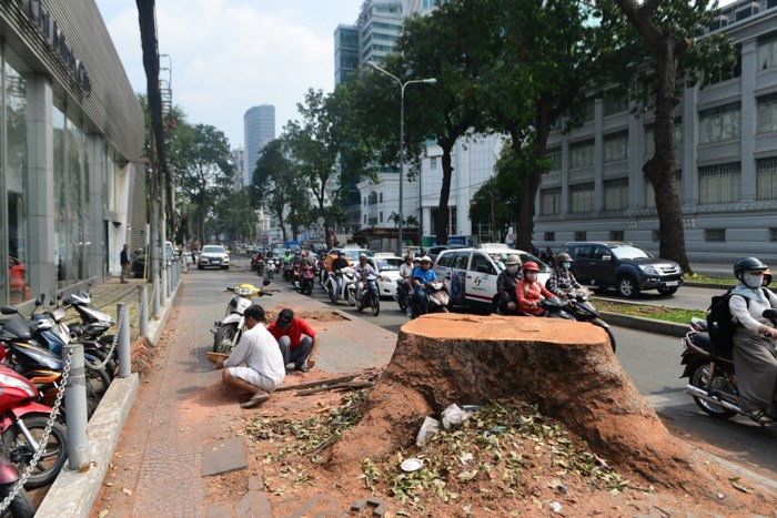 Đường Tôn Đức Thắng thay đổi bất ngờ sau khi hàng cổ thụ bị đốn hạ