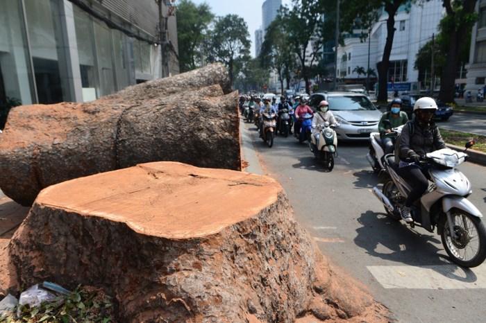 Đường Tôn Đức Thắng thay đổi bất ngờ sau khi hàng cổ thụ bị đốn hạ