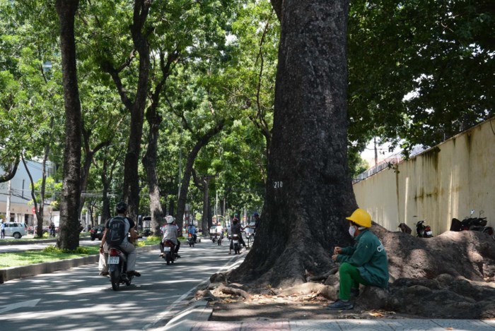 Đường Tôn Đức Thắng thay đổi bất ngờ sau khi hàng cổ thụ bị đốn hạ Đường Tôn Đức Thắng thay đổi bất ngờ sau khi hàng cổ thụ bị đốn hạ
