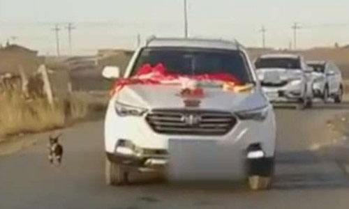 Cô chủ đi lấy chồng, chú chó chạy theo xe hoa đến khi kiệt sức