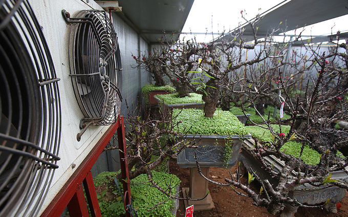 Đào Thất Thốn nằm phòng điều hoà chờ Tết