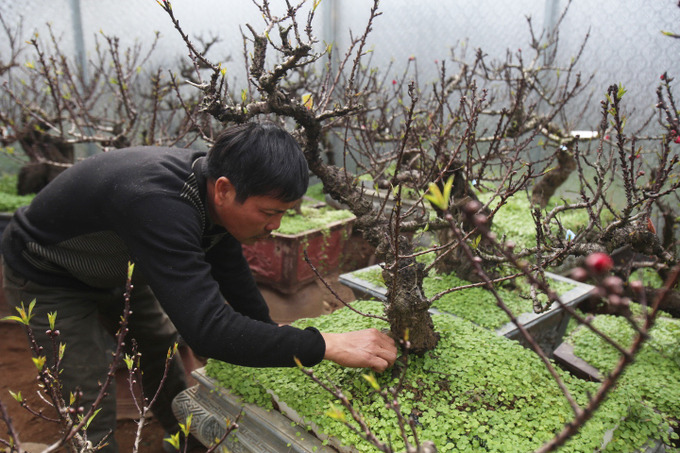 Đào Thất Thốn nằm phòng điều hoà chờ Tết