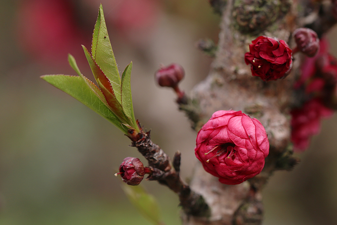 Đào Thất Thốn nằm phòng điều hoà chờ Tết