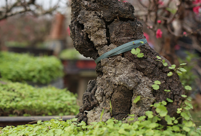 Đào Thất Thốn nằm phòng điều hoà chờ Tết