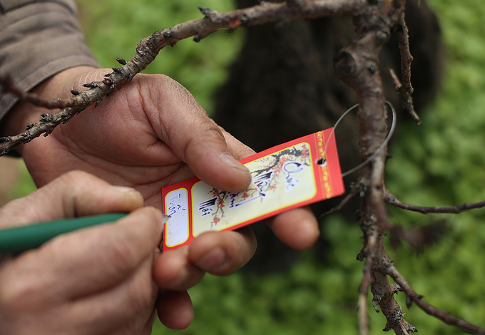 Đào Thất Thốn nằm phòng điều hoà chờ Tết