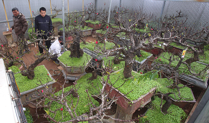 Đào Thất Thốn nằm phòng điều hoà chờ Tết