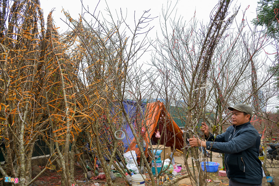 Mai vàng miền Nam bán sớm ở chợ hoa Tết Hà Nội