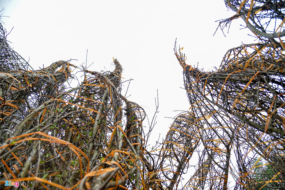 Mai vàng miền Nam bán sớm ở chợ hoa Tết Hà Nội