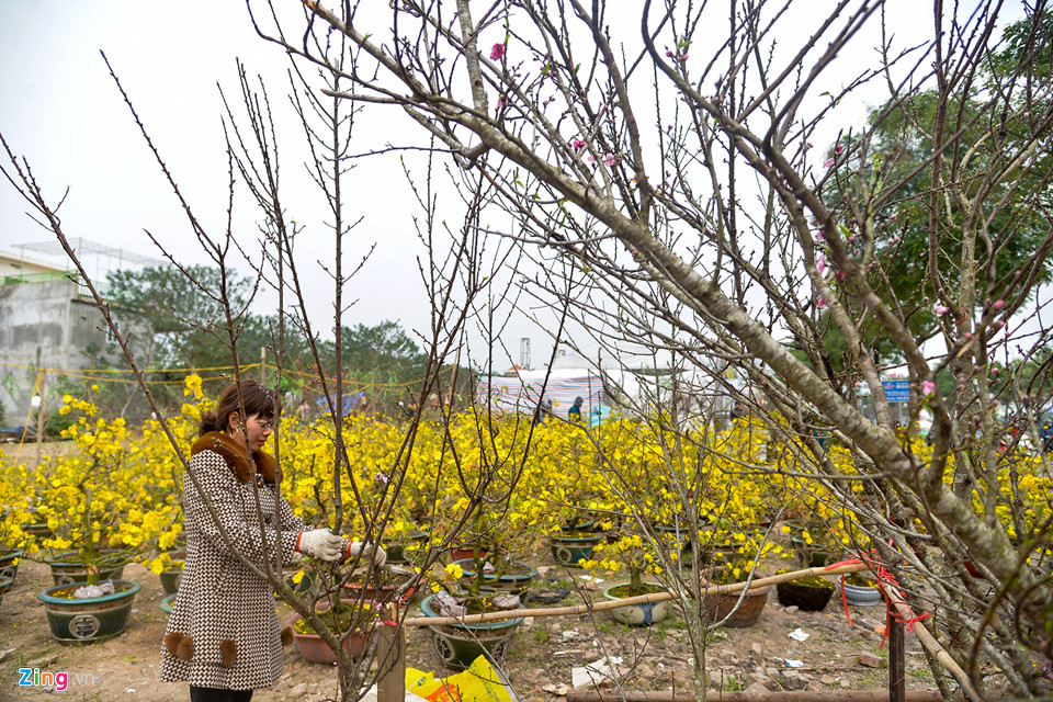 Mai vàng miền Nam bán sớm ở chợ hoa Tết Hà Nội