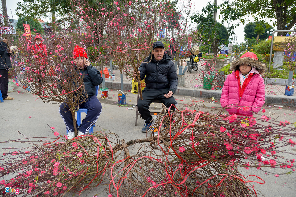 Mai vàng miền Nam bán sớm ở chợ hoa Tết Hà Nội