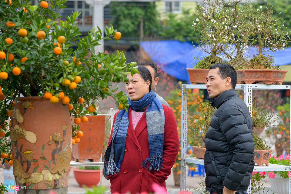 Mai vàng miền Nam bán sớm ở chợ hoa Tết Hà Nội