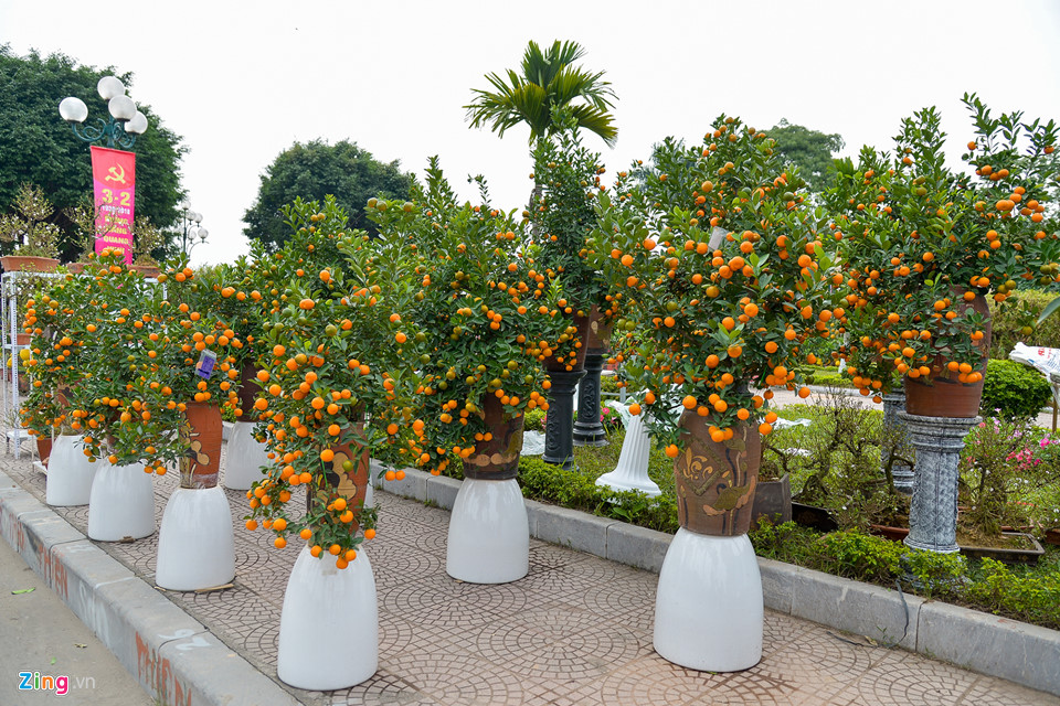 Mai vàng miền Nam bán sớm ở chợ hoa Tết Hà Nội