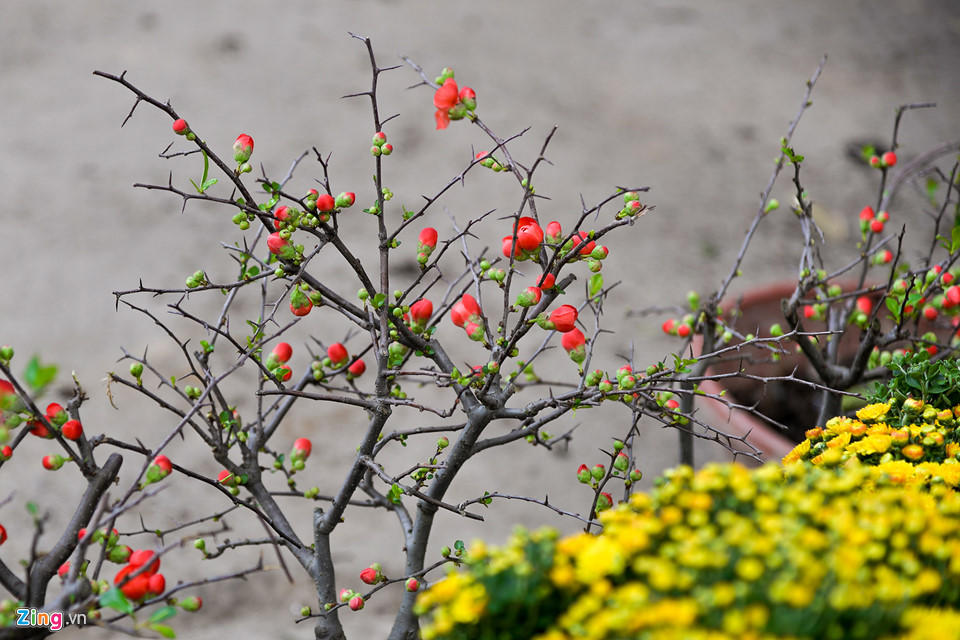 Mai vàng miền Nam bán sớm ở chợ hoa Tết Hà Nội