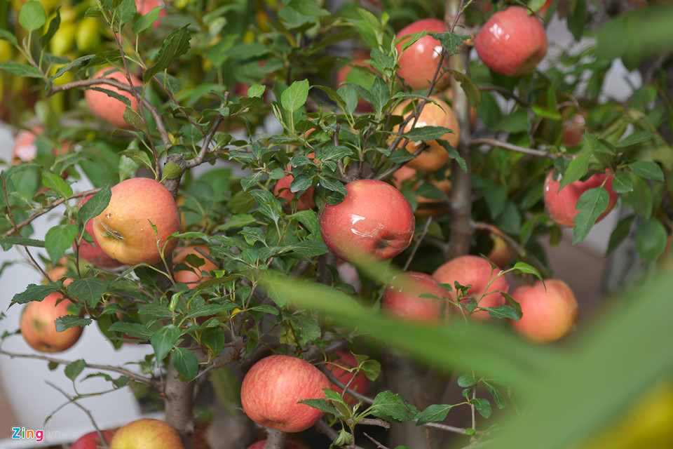 Mai vàng miền Nam bán sớm ở chợ hoa Tết Hà Nội