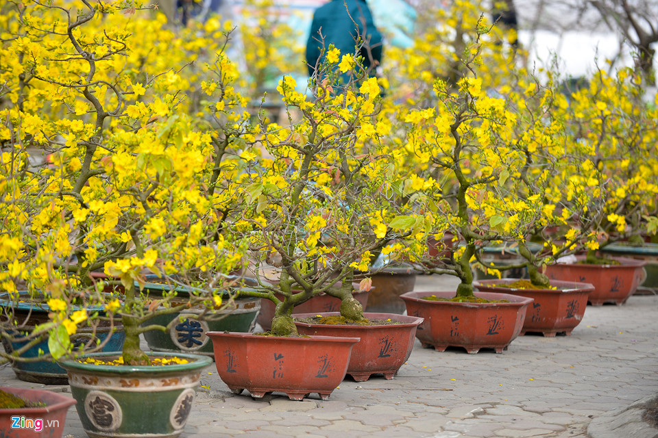 Mai vàng miền Nam bán sớm ở chợ hoa Tết Hà Nội