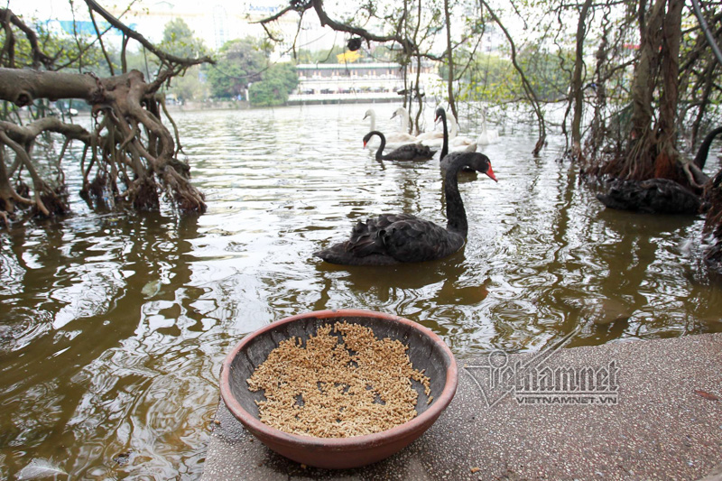 Hình ảnh Hà Nội thả 12 con thiên nga châu Âu ở hồ Gươm Hình ảnh Hà Nội thả 12 con thiên nga châu Âu ở hồ Gươm