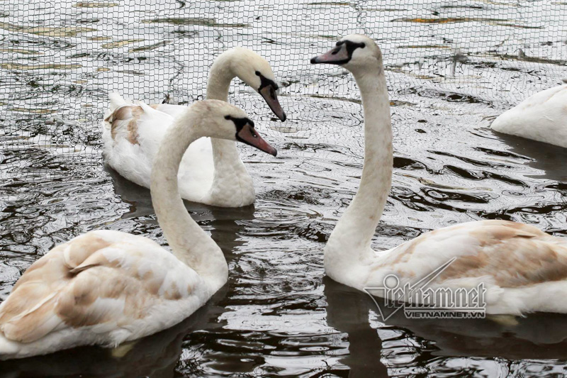 Hình ảnh Hà Nội thả 12 con thiên nga châu Âu ở hồ Gươm